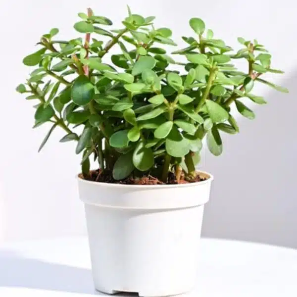 Buy LIve Jade Plant, Zed plant With Black Pot, Indoor Crassula Good Luck Button Cactus Lucky Plant Air Purifier, Jade Plant for Home Indoor Outdoor, Feng Shui Bonsai Plant - Image 2