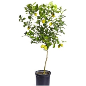 Kagzi lemon plant