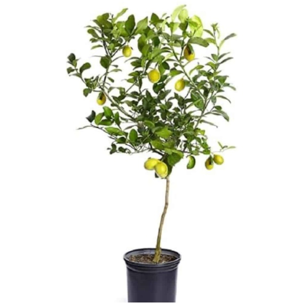 Kagzi lemon plant