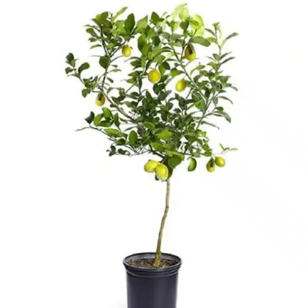 Kagzi lemon plant