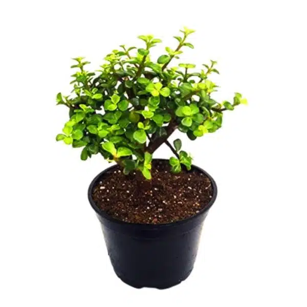 Buy LIve Jade Plant, Zed plant With Black Pot, Indoor Crassula Good Luck Button Cactus Lucky Plant Air Purifier, Jade Plant for Home Indoor Outdoor, Feng Shui Bonsai Plant - Image 3