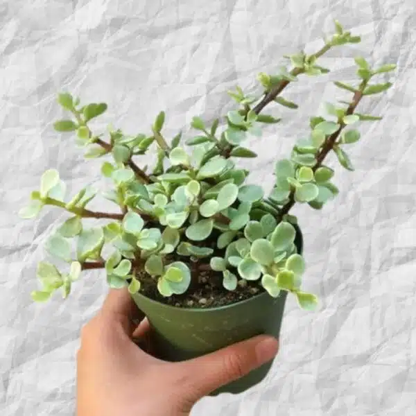 Buy LIve Jade Plant, Zed plant With Black Pot, Indoor Crassula Good Luck Button Cactus Lucky Plant Air Purifier, Jade Plant for Home Indoor Outdoor, Feng Shui Bonsai Plant - Image 4