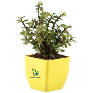 Jade Plant