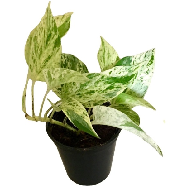 Marble Queen Pothos Money Plant