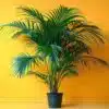 Areca Palm