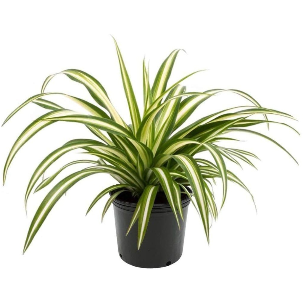 Spider Plant