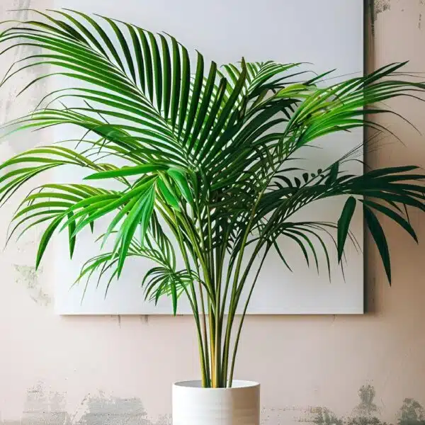 Areca Palm Plant Without Pot | Easy-Care Areca Palm | Low-Maintenance Beauty - Image 3