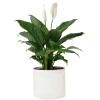 Peace Lily