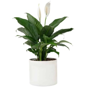 Peace Lily