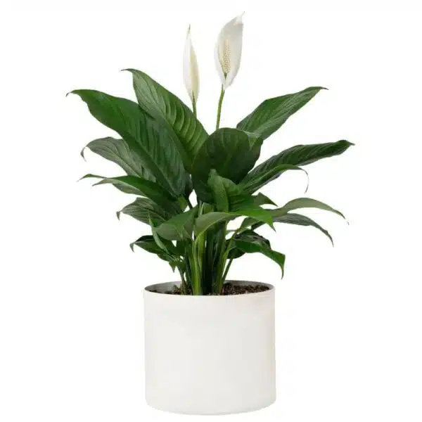 Peace Lily