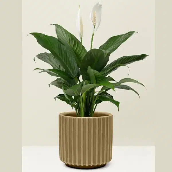 Peace Lily – Transform Your Home with This Stunning Air-Purifying Plant! The Ultimate Indoor Plant for Health and Home Décor! - Image 5