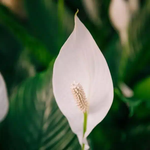 Peace Lily – Transform Your Home with This Stunning Air-Purifying Plant! The Ultimate Indoor Plant for Health and Home Décor! - Image 4