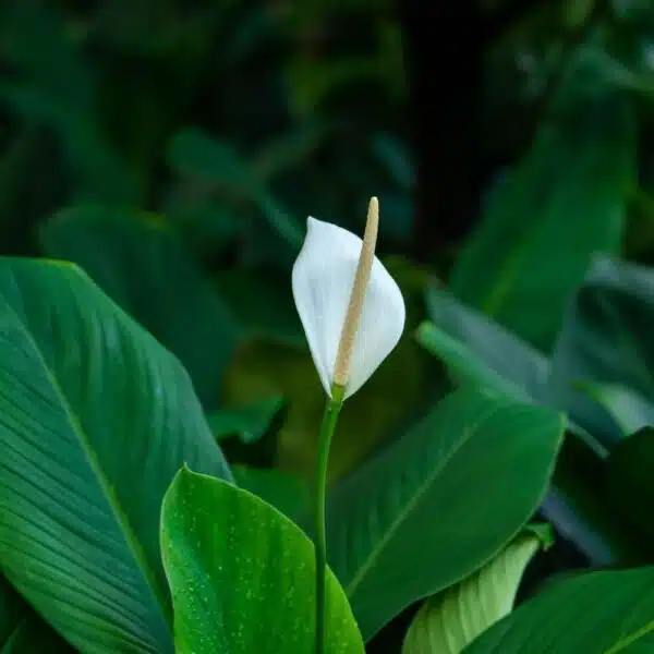 Peace Lily – Transform Your Home with This Stunning Air-Purifying Plant! The Ultimate Indoor Plant for Health and Home Décor! - Image 3