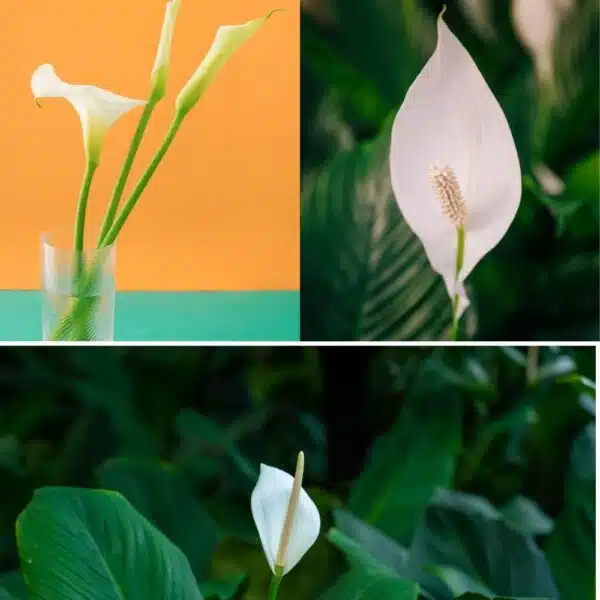 Peace Lily – Transform Your Home with This Stunning Air-Purifying Plant! The Ultimate Indoor Plant for Health and Home Décor! - Image 2