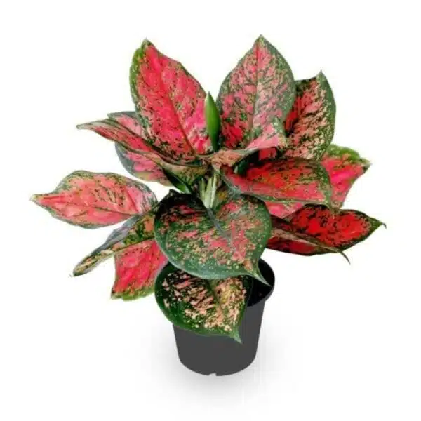 Aglaonema Live Plant Natural Indoor Plant with 5 inch Plastic Pot | Pack of 1 Healthy Live Plant | For Home, Office, Livingroom, Bedroom, Garden Decor - Image 5