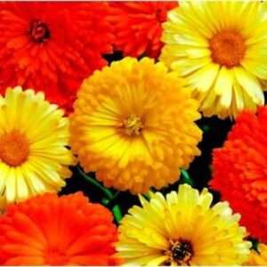 Vibrant Calendula Mix Flower Seeds - Brighten Your Garden