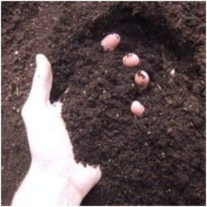 Homemade Organic Fertilizer