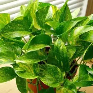 Variegated Live Money Plant