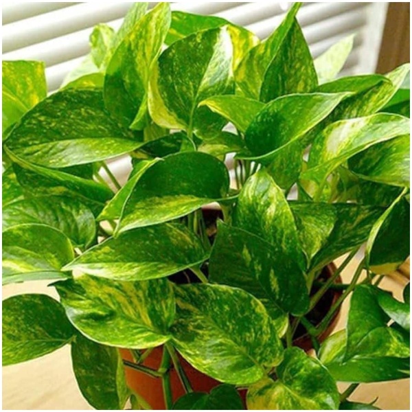 Variegated Live Money Plant