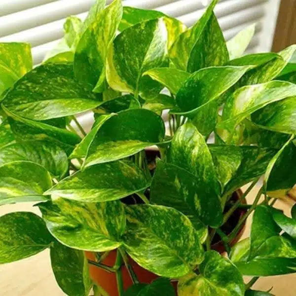 Variegated Live Money Plant