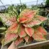 Aglaonema Live Plant