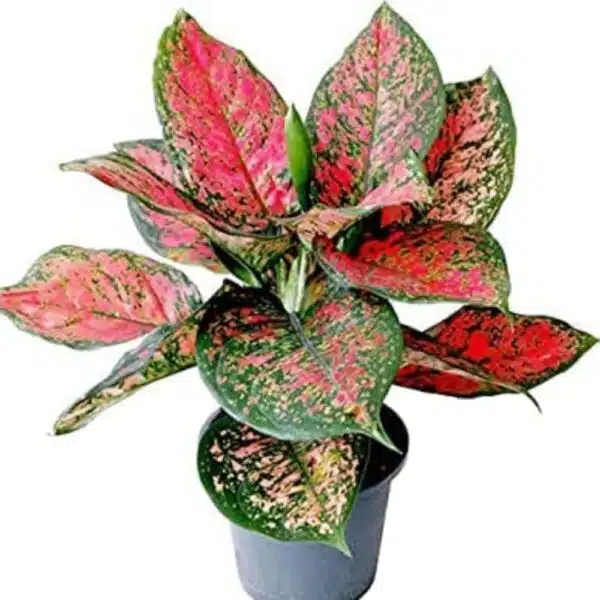 Aglaonema Live Plant Natural Indoor Plant with 5 inch Plastic Pot | Pack of 1 Healthy Live Plant | For Home, Office, Livingroom, Bedroom, Garden Decor - Image 3