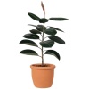 Rubber plant