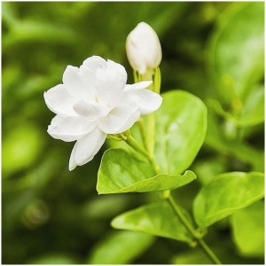 Jasmine Flower Plant