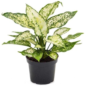 Aglaonema