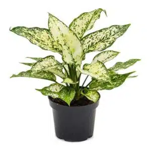 Aglaonema