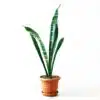 Snake Plant