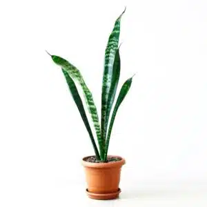 Snake Plant