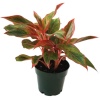 Aglaonema Red