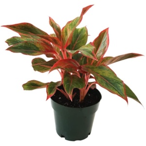 Aglaonema Red