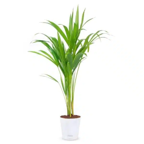 Areca Palm Plant Without Pot | Easy-Care Areca Palm | Low-Maintenance Beauty - Image 2