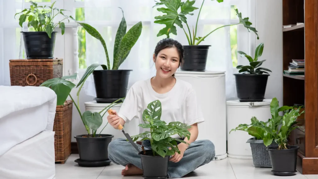 Live Plants for Home