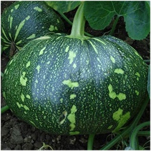 Buy Pumpkin Seeds Online: Grow Giants with Hybrid Seeds Today!