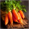 Buy Carrot seeds