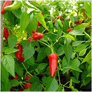 Buy Chilli Seeds Online for the Perfect Balance of Flavor and Heat! - Binny Botanics