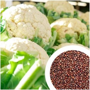 Buy Hybrid Cauliflower Seeds