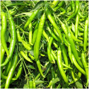 Green Chili Seeds