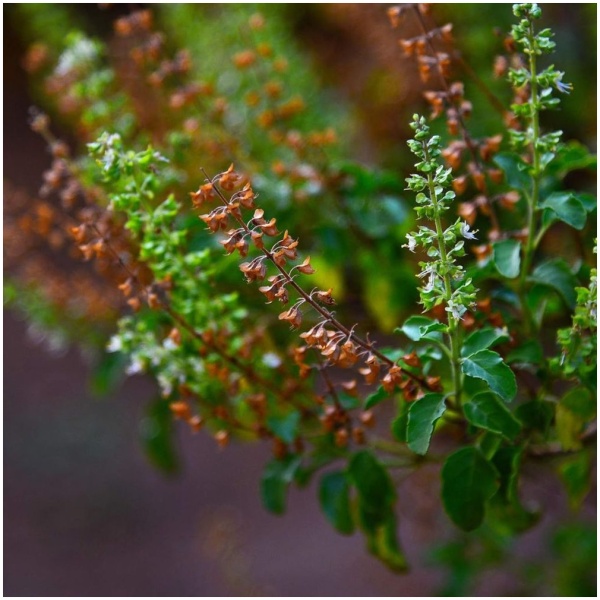 Tulsi Herb Seeds