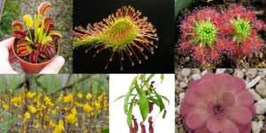 5 insectivorous plants with names and pictures