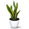 Snake Plant Variegated