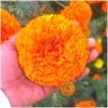 Marigold Flower Seeds