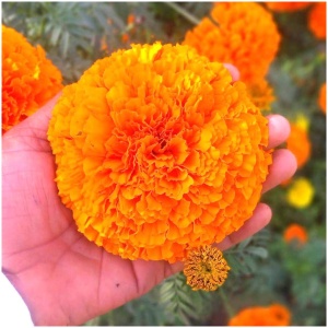 Marigold Flower Seeds