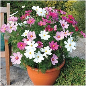 Buy cosmos flower seeds online