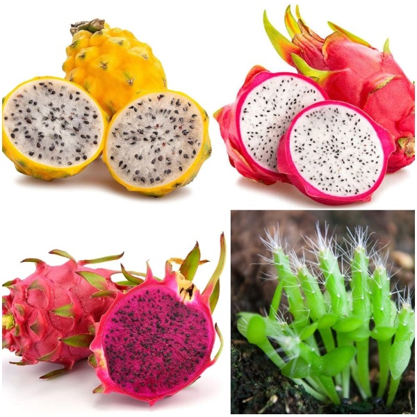 Dragon Fruit Seed