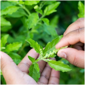 Rama Tulsi Herb Seeds