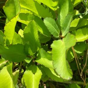 Buy Patharchatta Plant | Kidney Stone Plant | ranapala plant | Kalanchoe Pinnata Plant for Home Garden with Pot